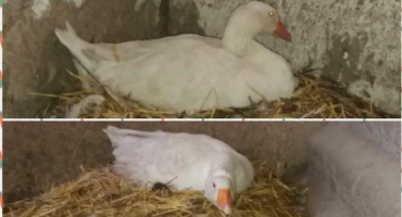 Kolik dní sedí husy na vejcích, než se vylíhnou mláďata a co ovlivňuje načasování